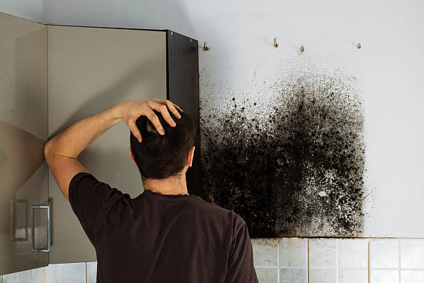 Professional Mold Removal in Riverwoods, IL